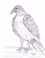 Queen Raven